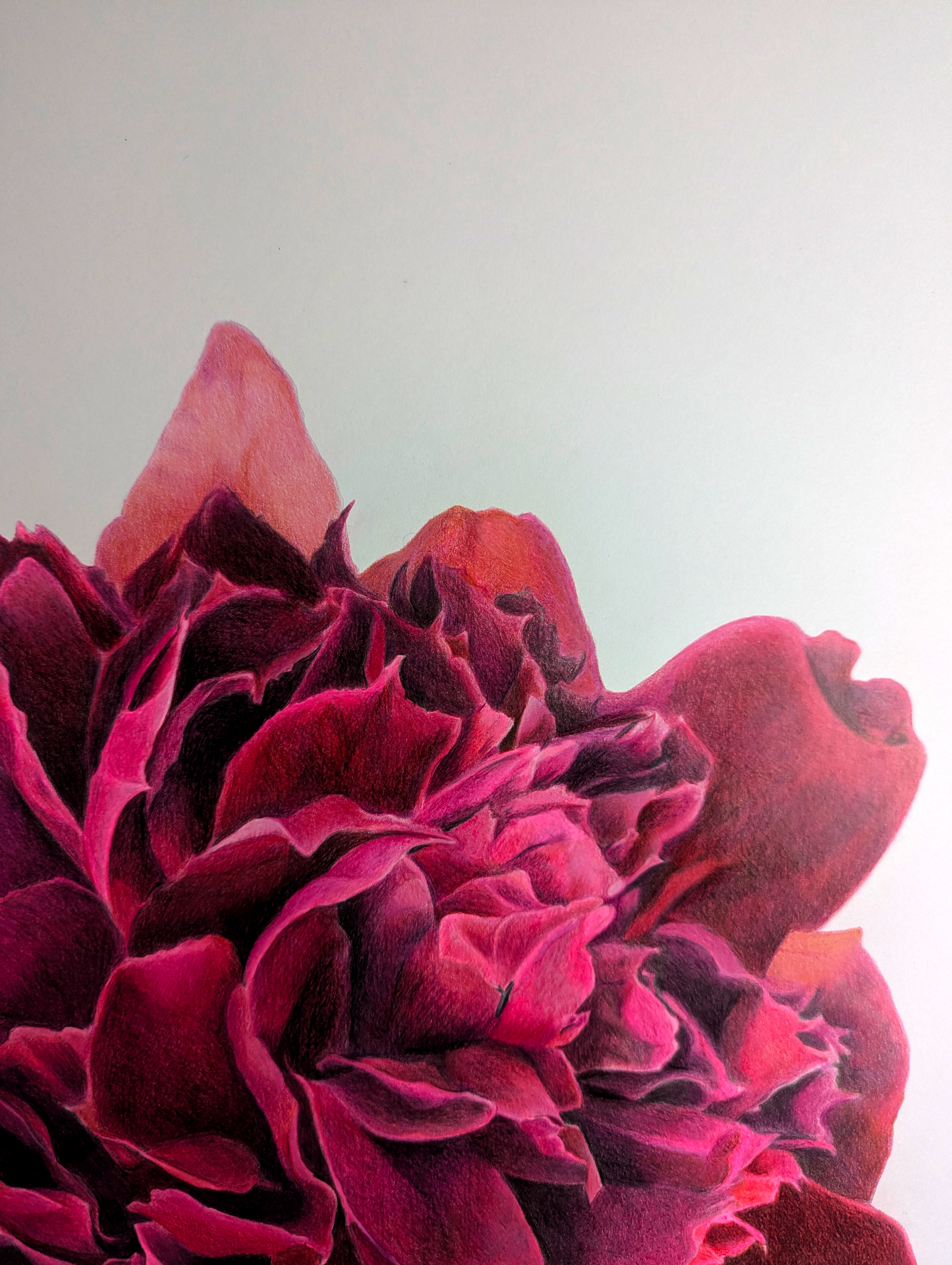 Pink Bloom